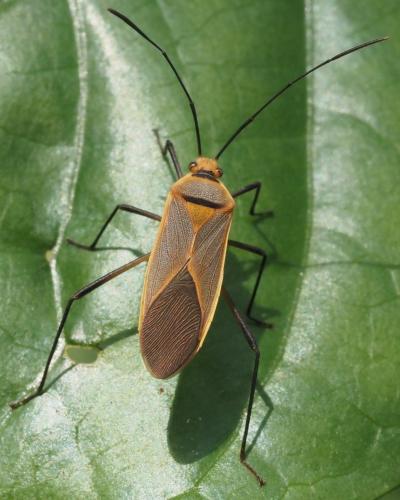 Leptocoris sp.